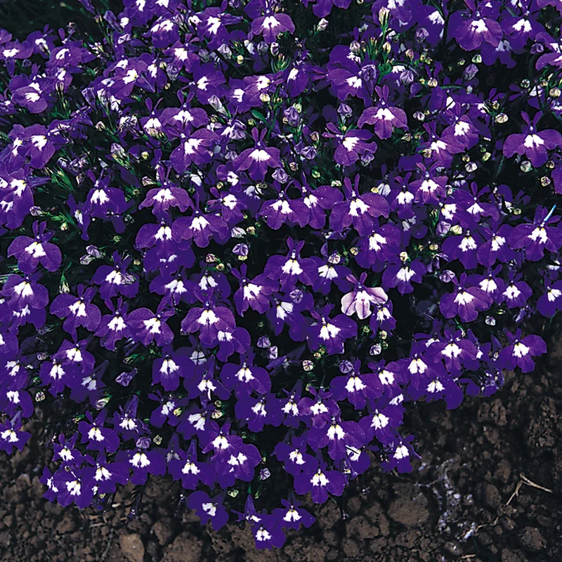 247plants3900363