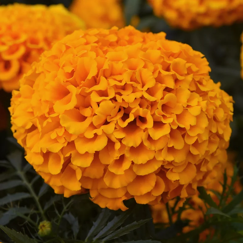 247plants3900557