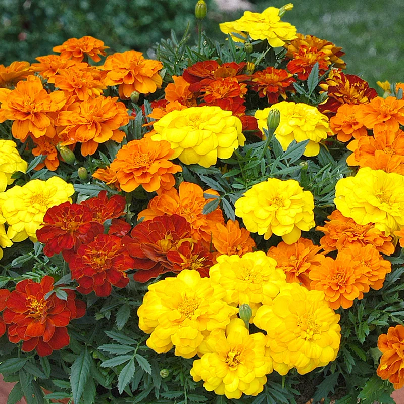 247plants3900664