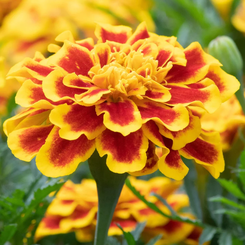 247plants3900734