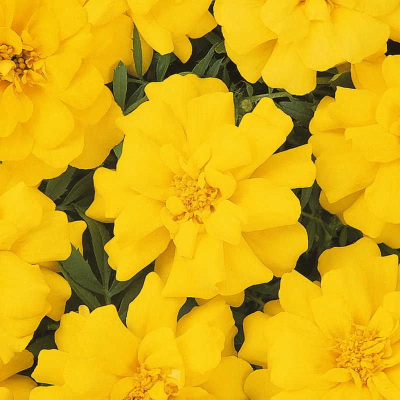 247plants3900823