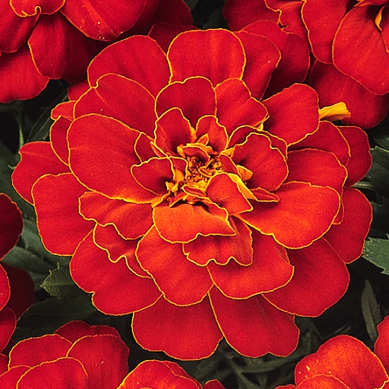 247plants3900872