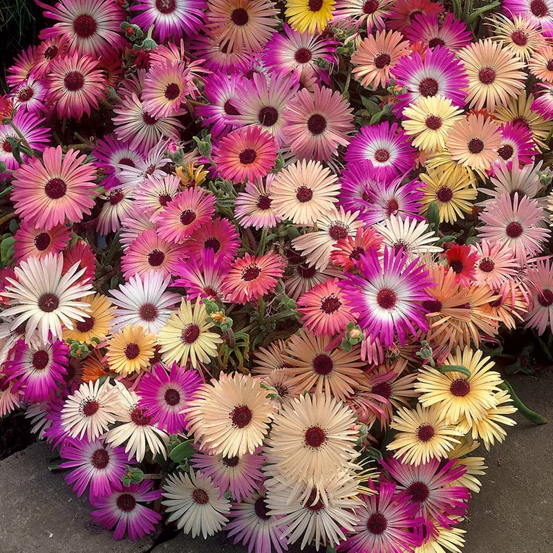 247plants3900953