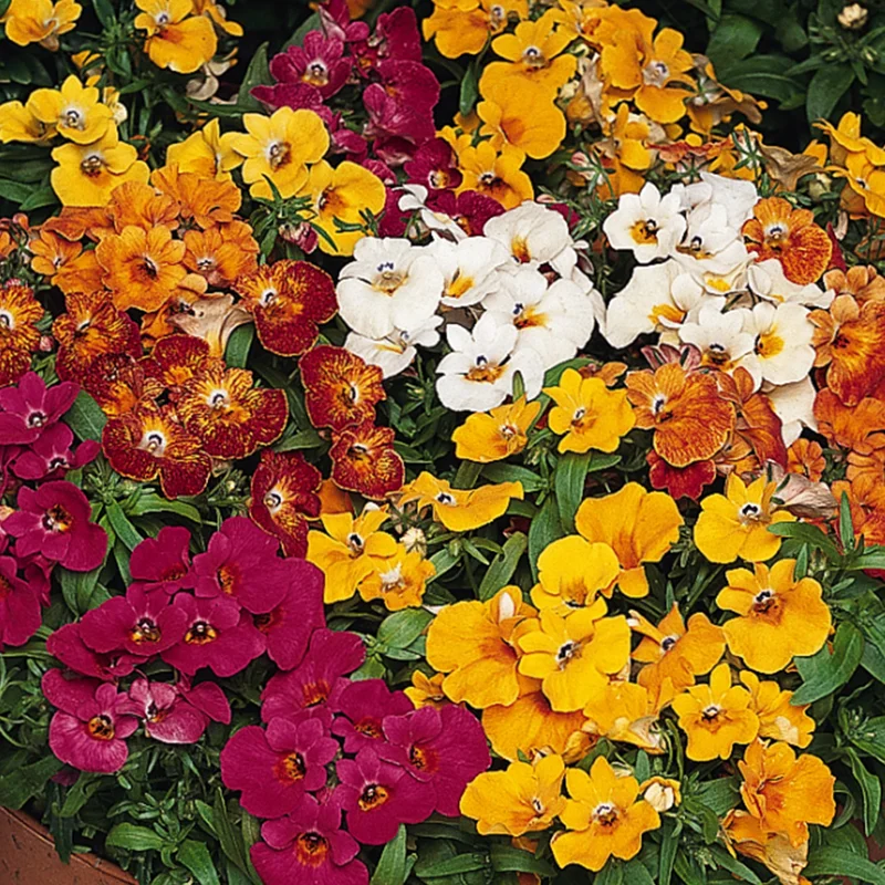 247plants3901082