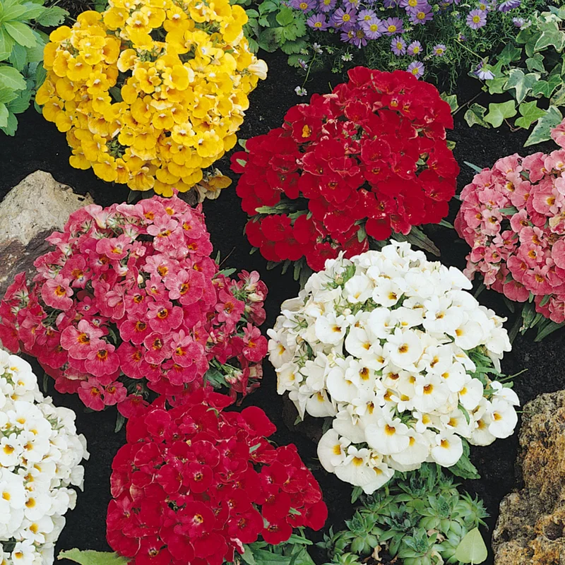 247plants3901160