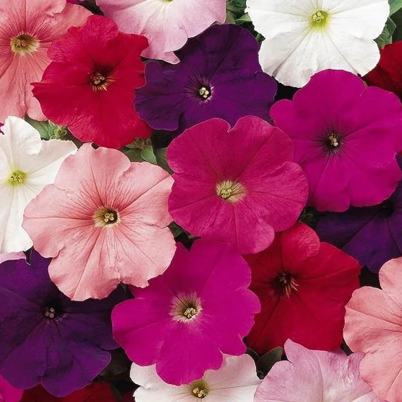247plants3901272
