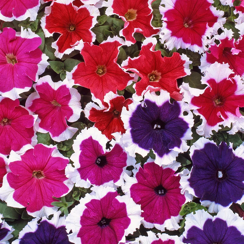 247plants3901527