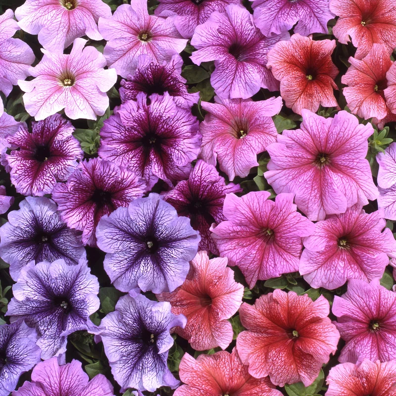 247plants3901597