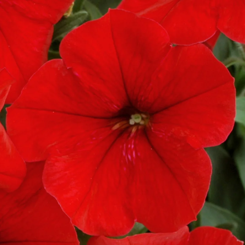 247plants3901678
