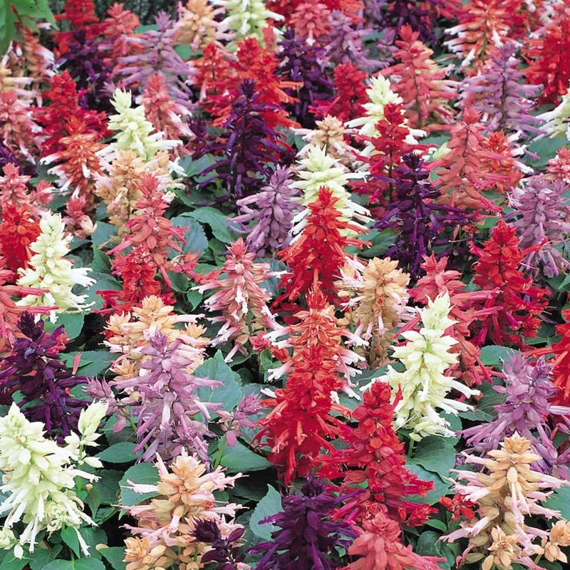 247plants3902008