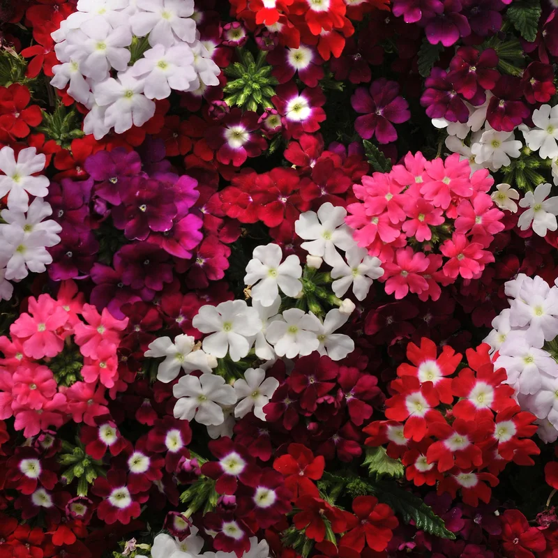 247plants3902112