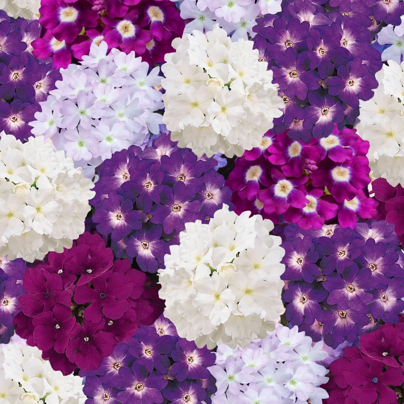 247plants3902185
