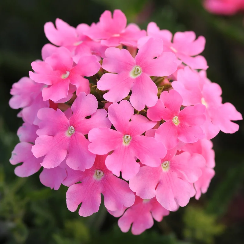 247plants3902273