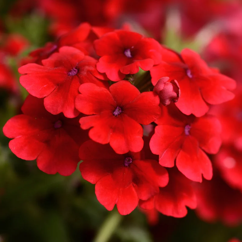247plants3902308