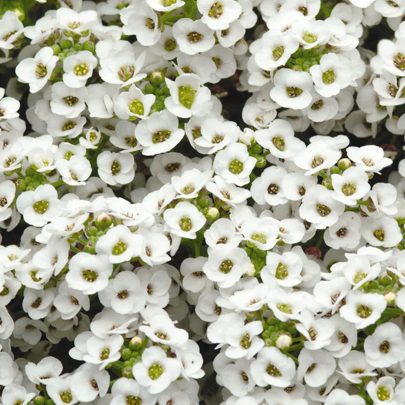 247plants3902411