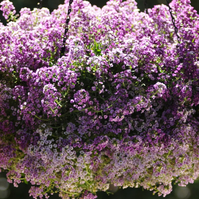 247plants3902533