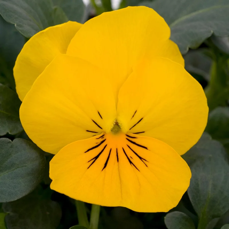 247plants3903110