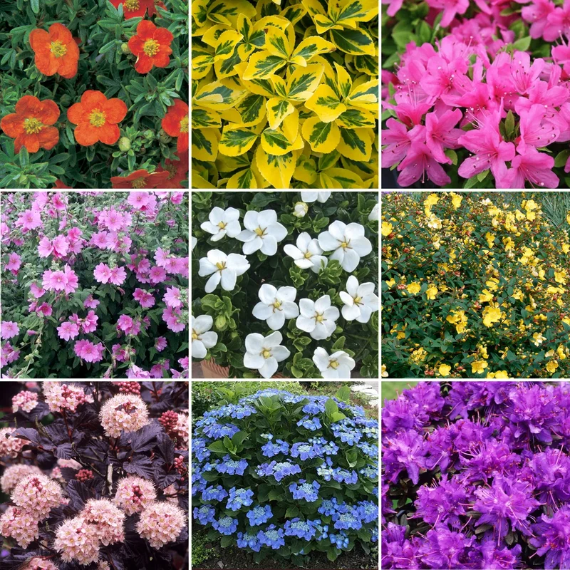 247plants3903421