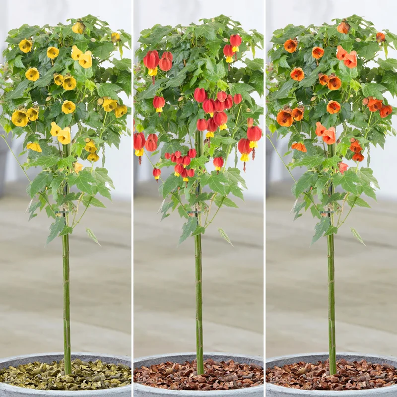 247plants3903590