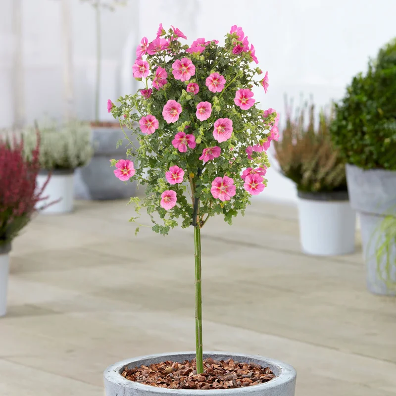 247plants3903634