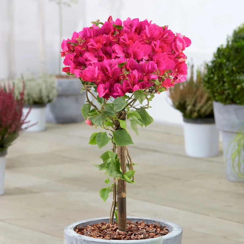 247plants3903682