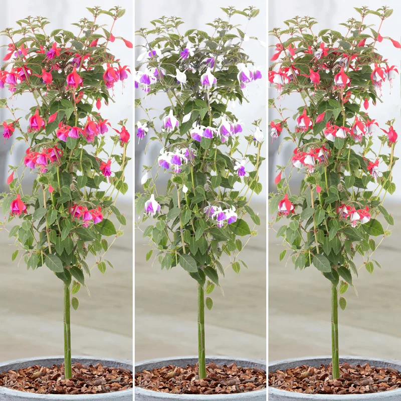 247plants3903744