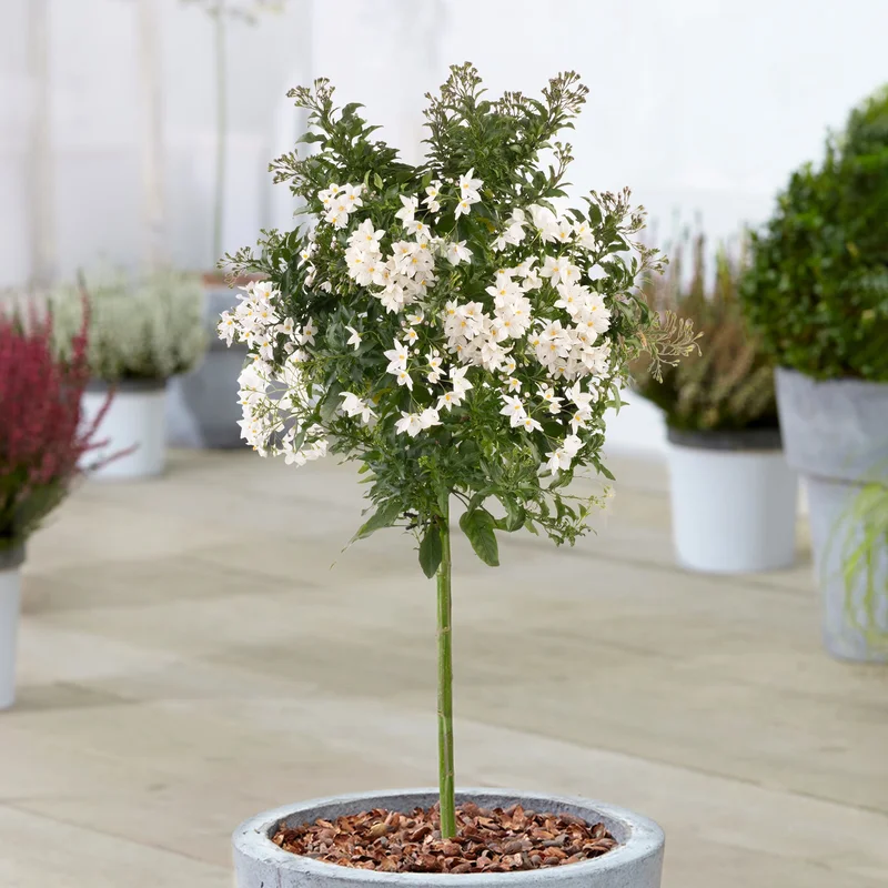 247plants3903847