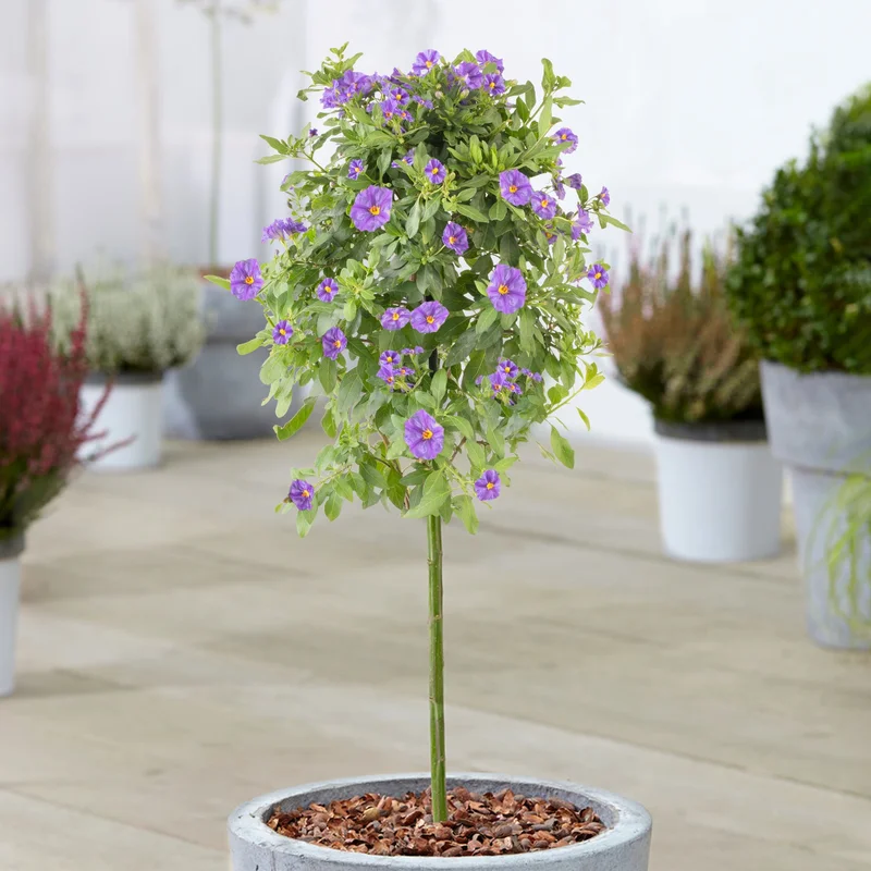 247plants3903892