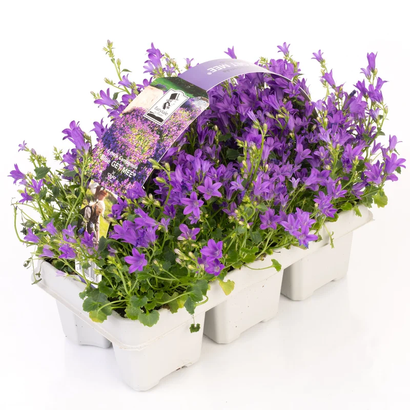 247plants3903961