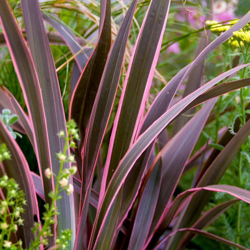 247plants3904008