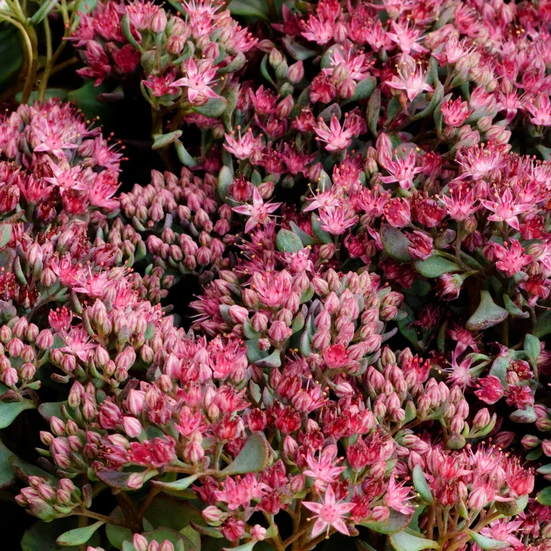 247plants3904106
