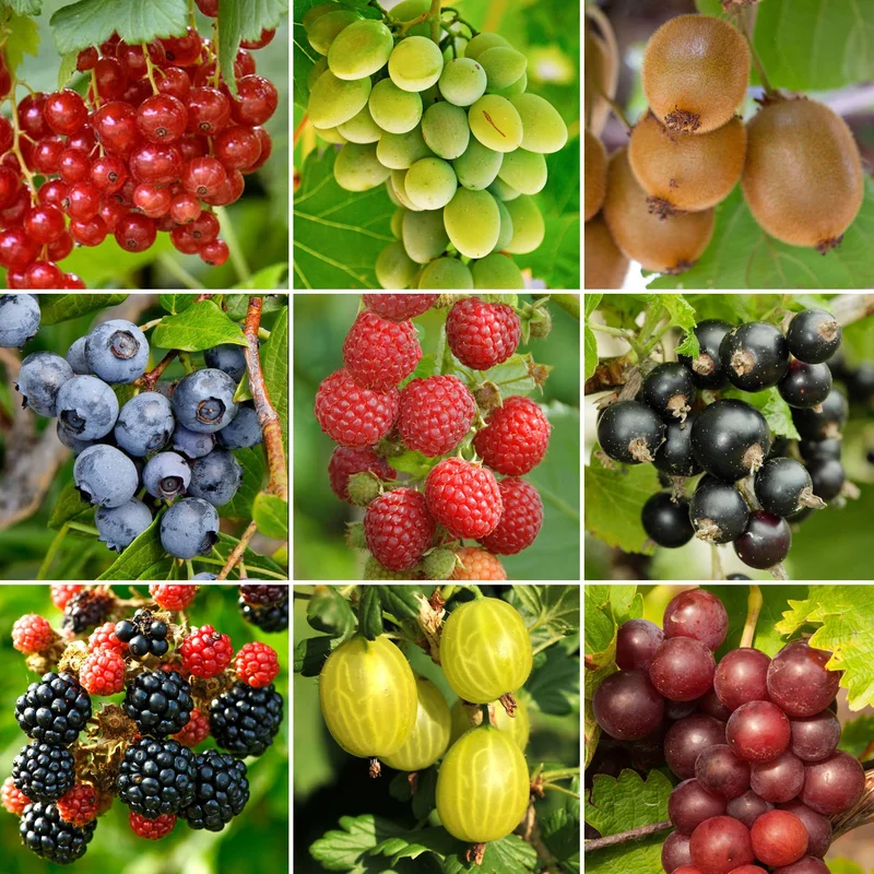247plants3904158