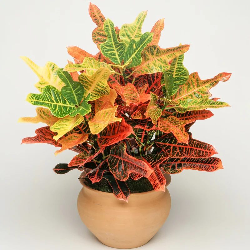 247plants3904386