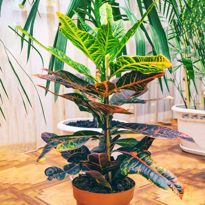 247plants3904527