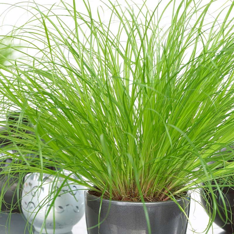 247plants3904710