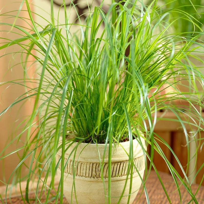 247plants3904829