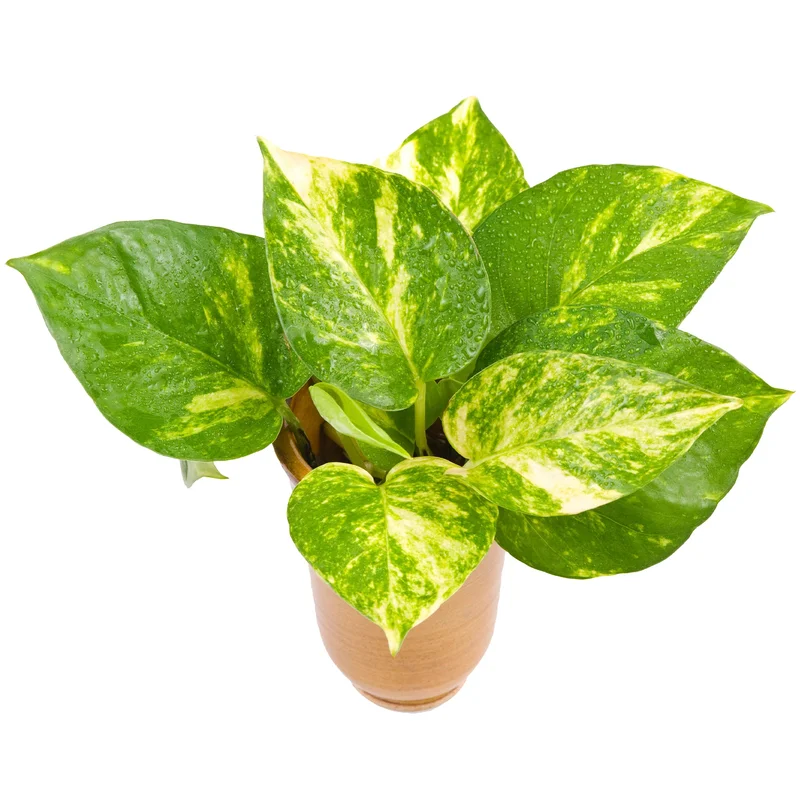 247plants3904882
