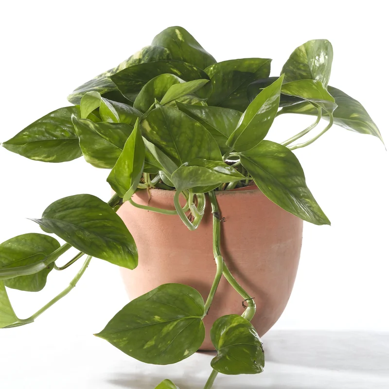 247plants3904952