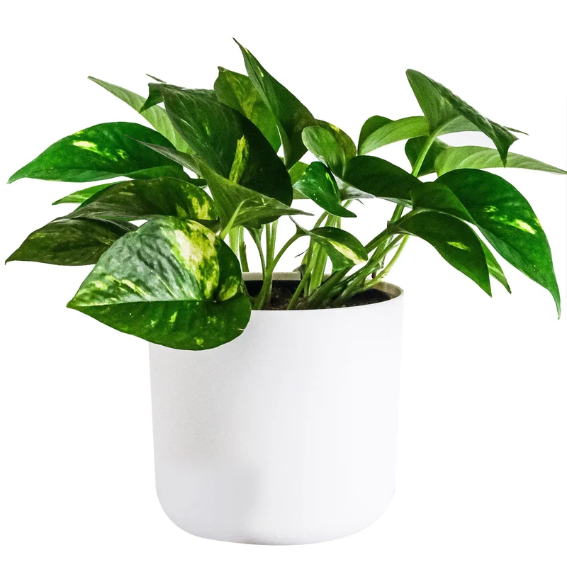 247plants3905034
