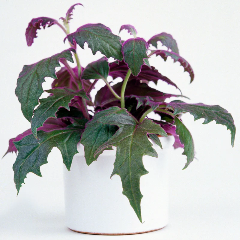 247plants3905141