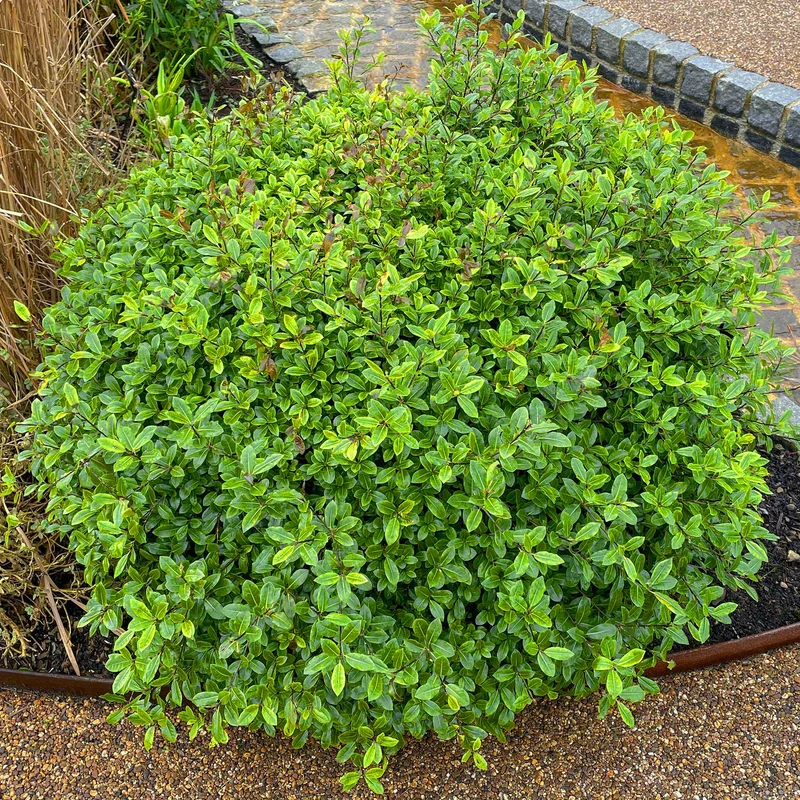 247plants3905309