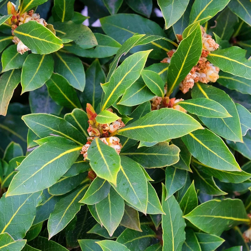247plants3905391