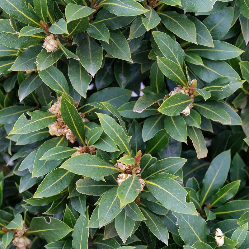 247plants3905479