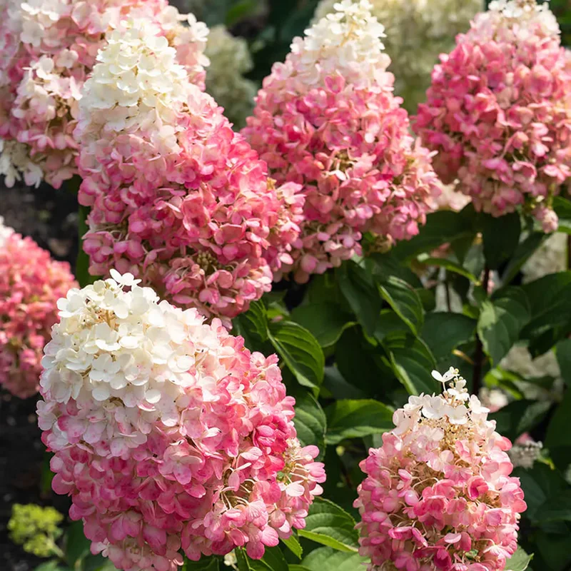 247plants3906363