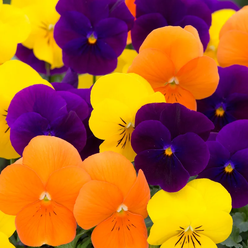 247plants3909135