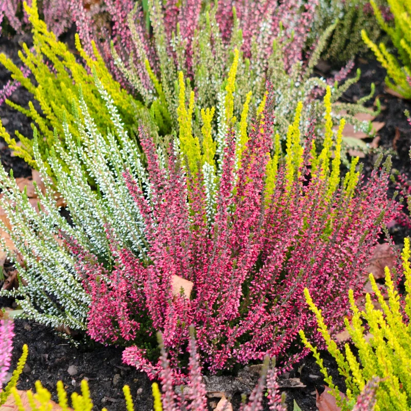 247plants3909462