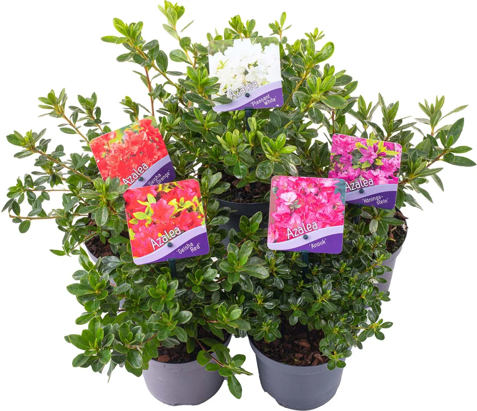 247plants3909509