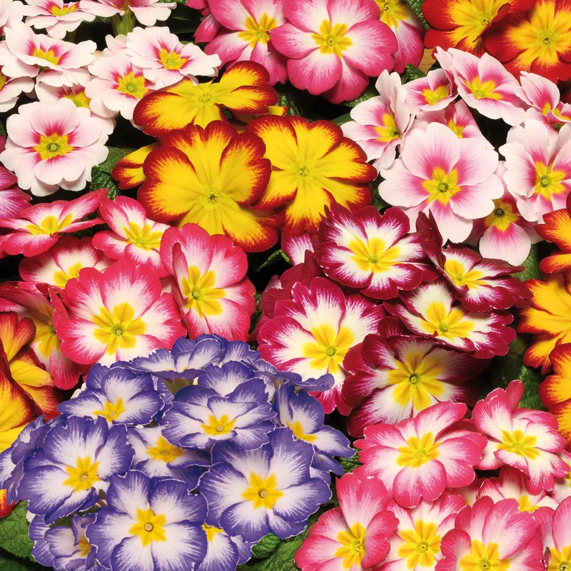 247plants3910005