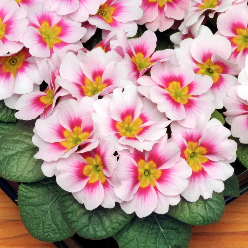 247plants3910848
