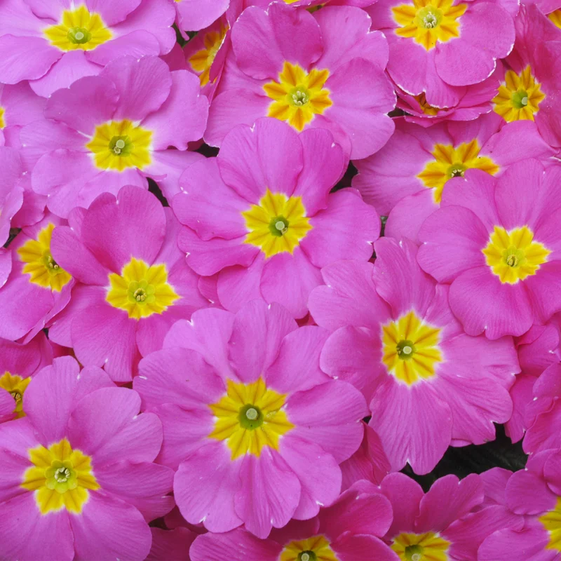 247plants3911255